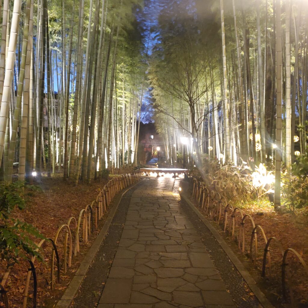 修善寺の竹林 夜のライトアップ