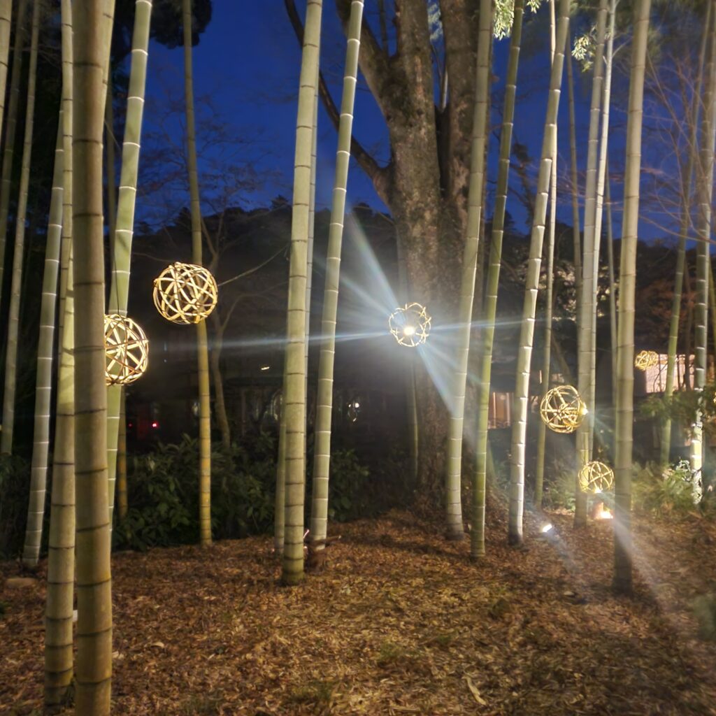修善寺の竹林 夜のライトアップ